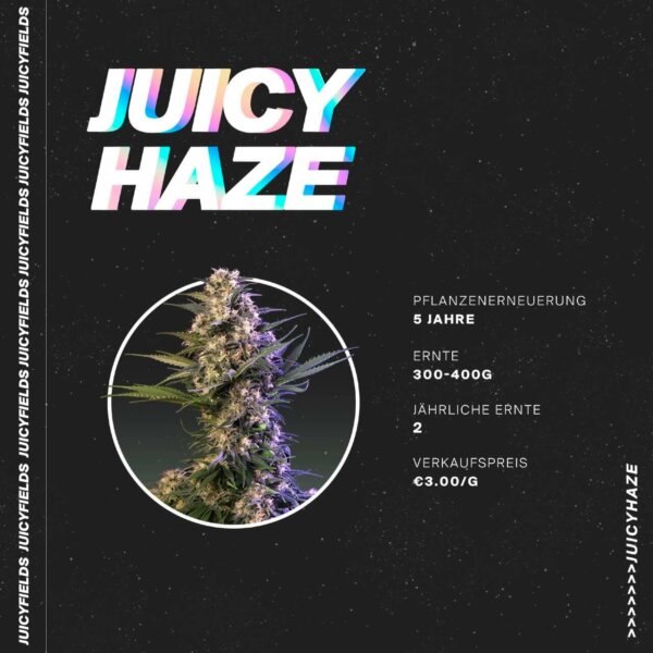 juicyfields haze